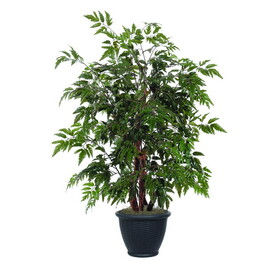 Vickerman TBU0640-RB 4' Ming Aralia Bush in Plastic Container