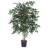 Vickerman 4' Mini Ficus Bush
