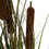 Vickerman TD190636 36" Brown Cattail Grass in Iron Pot