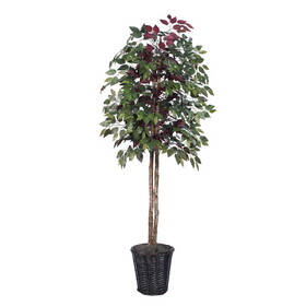 Vickerman Capensia tree