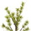 Vickerman X220620 2' Green Mini Pine Twig  LED 24WW B/O, Price/each