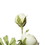 Vickerman FQ190204 18" Light Green Ranunculus Bush