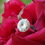 Elegance by Carbonneau BQ-Lg-Pave-Buttons Crystal Large Pave Buttons Bouquet Jewelry