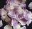 Elegance by Carbonneau Rose-Petals-Lavender-Ivory15 Lavender-Ivory Rose Petals (100 Count) #15