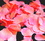 Elegance by Carbonneau Rose-Petals-Peach-Fuchsia-48 Coral Rose Petals (100 count) #48 (Peach with Fuchsia Tips)
