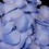 Elegance by Carbonneau Rose-Petals-Periwinkle-20 Two-tone Periwinkle Rose Petals (100 Count) #20