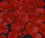 Elegance by Carbonneau Rose-Petals-Red Red Rose Petals (100 Count) #5