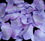 Elegance by Carbonneau Rose-Petals-Three-ToNE-Lavendar Three Tone Lavender Rose Petals (100 Count) #51