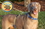 Hunter K9 Wholesale 35000 Paws Aboard Monster Walker Dog Leash - 3 COLOR OPTIONS**, Price/each