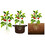 Muka 10 Pack Potato Grow Bags, 10 Galllon Thick Sturdy Planting Bag, Fabric Pots with Handles, Non-Woven Planter Bags