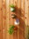 Accent Plus 4506333 Neutral Garden Dangling Mini Pots
