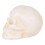 Accent Plus 4506401 Human Skull Cast Iron Paperweight