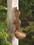 Songbird Valley 10016127 Scurrying Squirrel Bird Feeder