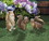 Summerfield Terrace 10016954 Nibbling Squirrel Garden Statue