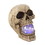 Dragon Crest 10017294 Skull With Light-Up Orb