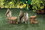 Summerfield Terrace 10017887 Bushy Tail Squirrel Figurine