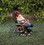 Summerfield Terrace 10018200 Solar Red Bird Rocking Chair Gnome
