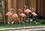 Summerfield Terrace 10018330 Multi Flamingo Garden Stake